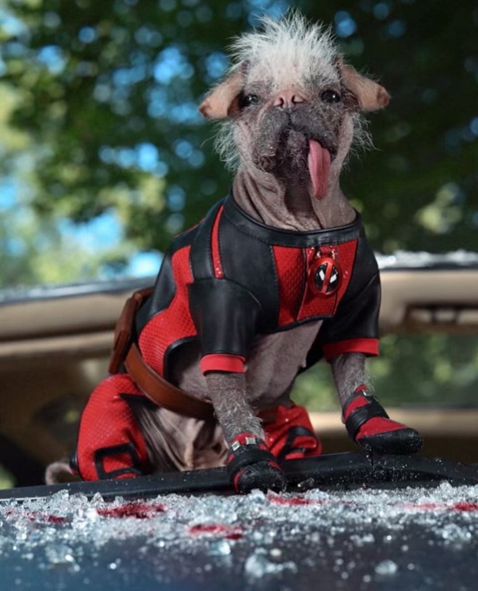 Photograph of a dog wearing a Deadpool suit